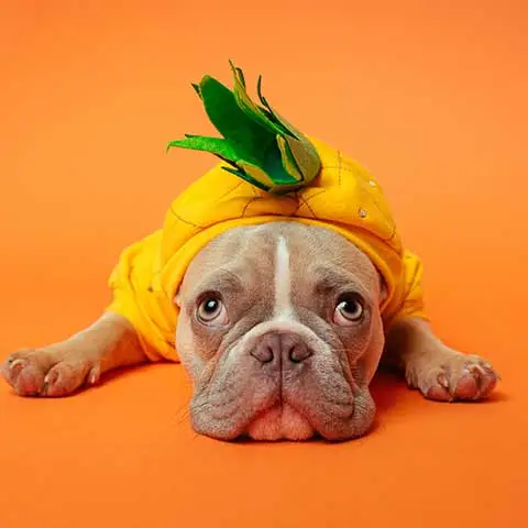 PetStorePlanet