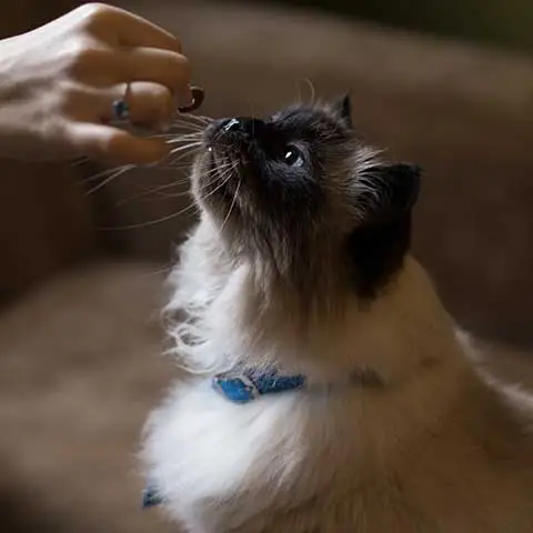 PetStorePlanet