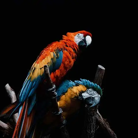 PetStorePlanet