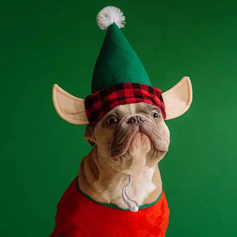 PetStorePlanet