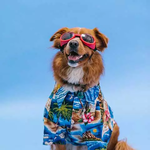 PetStorePlanet